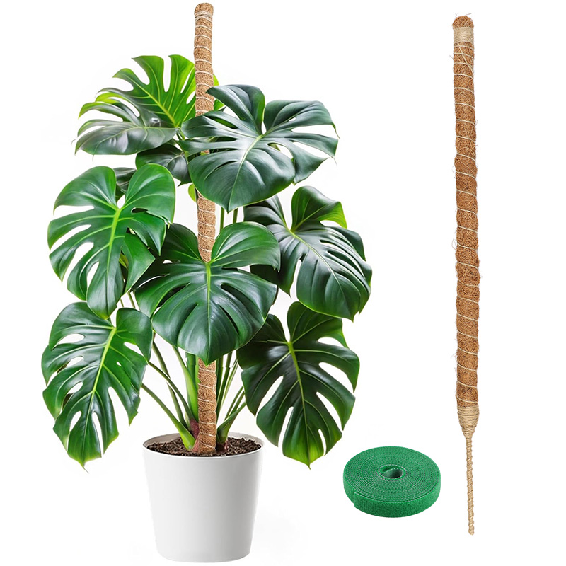 Monstera Thai Constellation - เสาค้ำต้นไม้แบบโค้งงอได้ 60-100 ซม. สำหรับพืชเลื้อย เช่น มอนสเตอร่า
