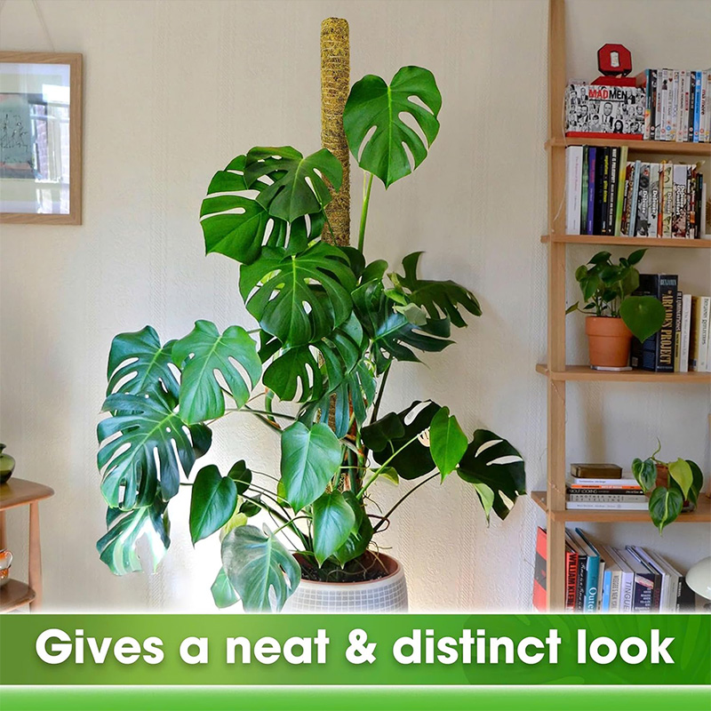 เสาค้ำต้นไม้แบบโค้งงอได้ 60-10 - Monstera Thai Constellation บทวิจารณ์และราคา