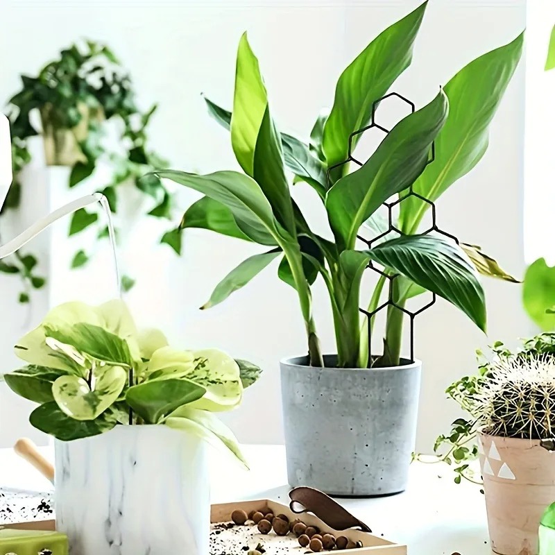 โครงเหล็กสำหรับพยุงต้นไม้ 3 ชิ - Monstera Thai Constellation บทวิจารณ์และราคา